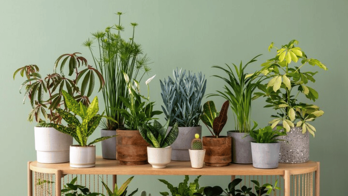 Indoor Plants for a Greener and Healthier Home Chubilim